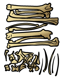 Knochenfund 03