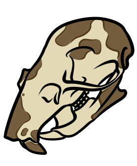 Mäuseschädel (Hausmaus)