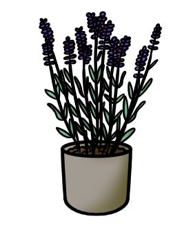 Lavendel Topfpflanze