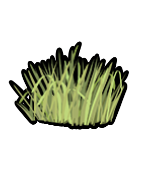 Seegras